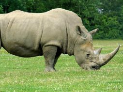 La mayoría de los rinocerontes del mundo viven en Sudáfrica. EFE / ARCHIVO