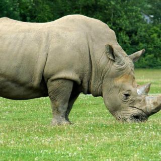 Sudáfrica permitiría comercio de cuernos de rinoceronte