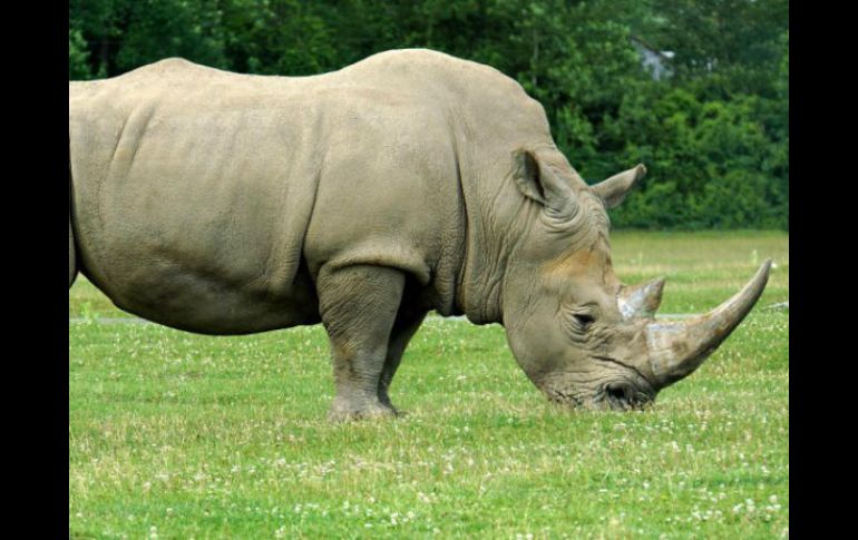 La mayoría de los rinocerontes del mundo viven en Sudáfrica. EFE / ARCHIVO