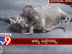 En el video se escucha el llanto de la cría de mono mientras se aferra al cadáver de la madre. YOUTUBE / Tv9 Kannada