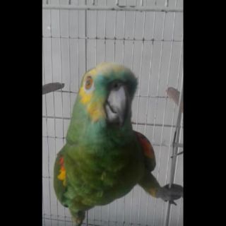 Un loro hace cover de Rihanna y se vuelve viral