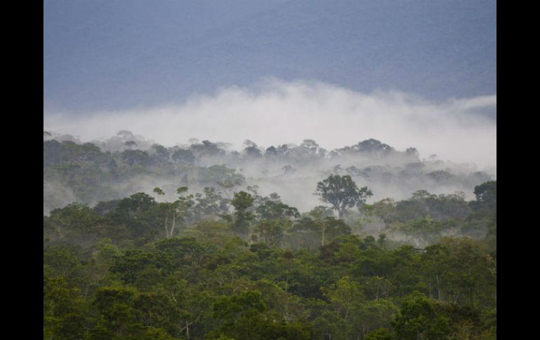 Aunque las precipitaciones no varíe drásticamente, la extensión de las sequías podría convertir al Amazonas en una sabana. EFE / ARCHIVO
