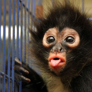 Nueva terapia inmunológica en monos para controlar VIH