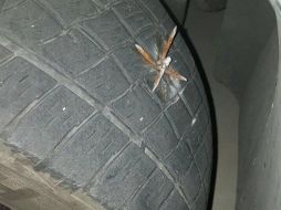 Las trampas se asemejan a una matatena o un asterisco de clavos. TWITTER / @MovilidadJal