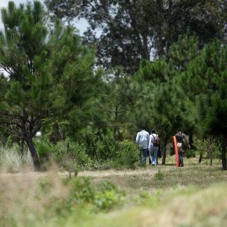 Regalarán árboles para reforestar Colomos III