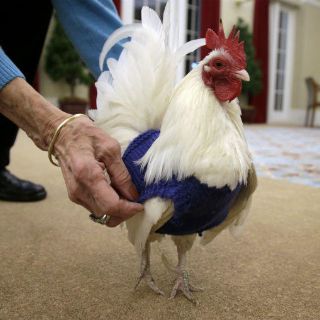 Jubiladas en EU tejen suéteres para pollos