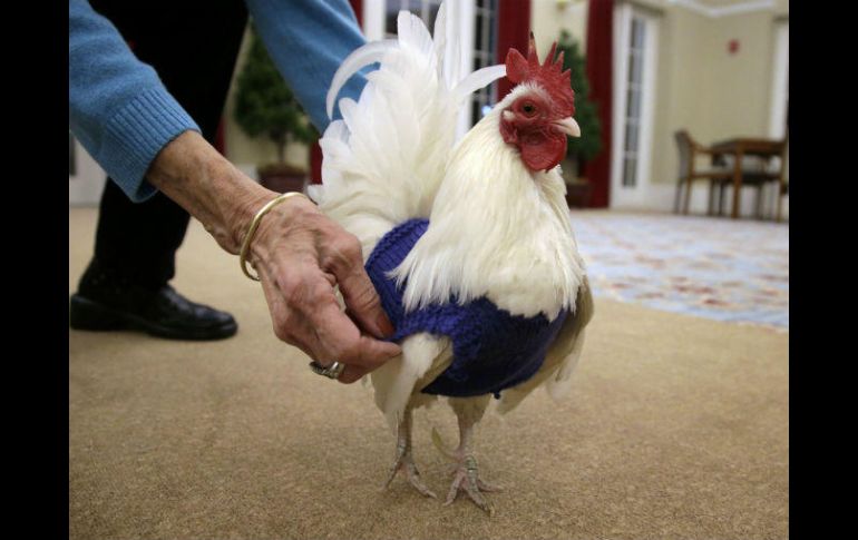 La inusual idea comenzó después de que las integrantes de un club de tejido en Fuller Village, un asilo en Milton. AP / S. Senne