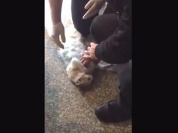 Los esfuerzos de quienes lo ayudaron lograron salvar la vida del pequeño, que después fue atendido por veterinarios. YOUTUBE / Moookye Cat