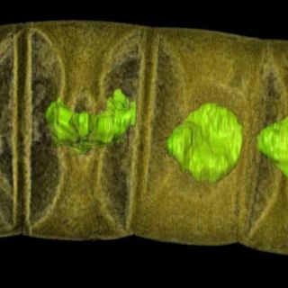 Hallan restos fosilizados de las plantas más antiguas de la Tierra