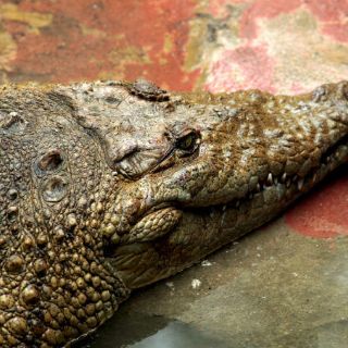 Buscan a cocodrilo que atacó a jóvenes en Chiapas