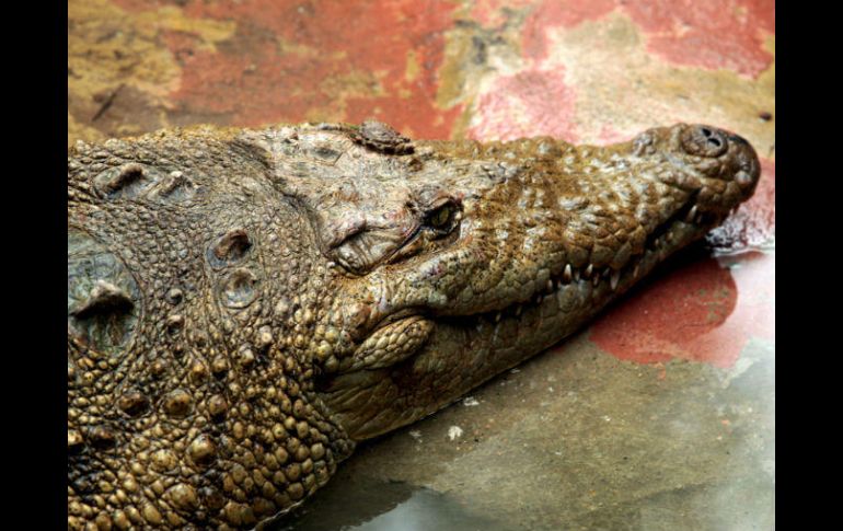 Se tiene programado realizar lavados estomacales de los ejemplares capturados para evaluar si existen restos humanos. EL INFORMADOR / ARCHIVO