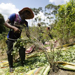 Cultivo de coca en Colombia alcanza máximo histórico