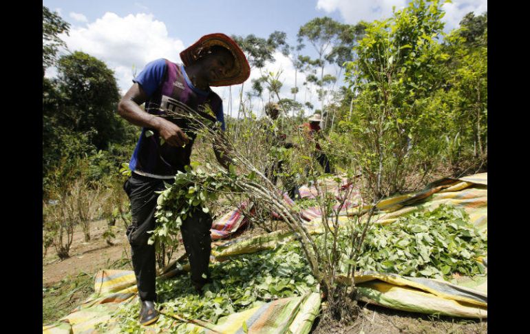 Los campesinos aún temen que la coca desaparezca dejando la zona como un desierto de pobreza. AP / F. Vergara