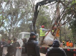'Movimiento verde'. Uno de los ejemplares desplazados en El Deán. EL INFORMADOR / G. Gallo