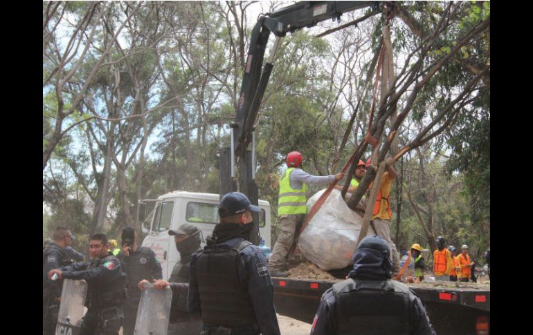 'Movimiento verde'. Uno de los ejemplares desplazados en El Deán. EL INFORMADOR / G. Gallo