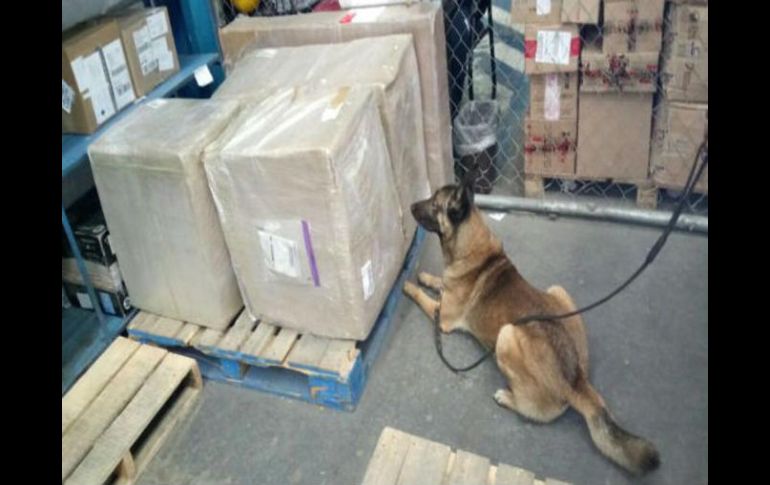Binomios caninos especializados en la detección de narcóticos y papel moneda modificaron su conducta frente a tres cajas selladas. TWITTER / @PoliciaFedMx