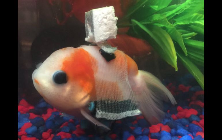 En una publicación señalan que el pequeño pez sufría un problema en su vejiga natatoria. TWITTER / @taylorndean