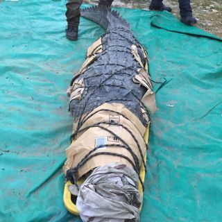 Capturan cocodrilo que mató a un joven en Chiapas