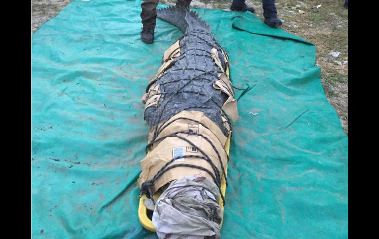 El reptil de 3.32 metros fue capturado a través de una trampa con carnada para atraerlo, inmovilizarlo y facilitar su manejo. TWITTER / @CONANP_mx