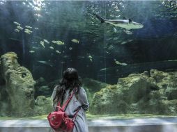 Aunque este sábado será inaugurado el acuario, será hasta el domingo cuando se abran las puertas a los visitantes. EL INFORMADOR / F. Atilano