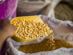 El maíz amarillo está entre los productos que más importa México de Estados Unidos, solo superado por la gasolina, el diésel y el gas. EL INFORMADOR / ARCHIVO