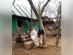 Kosovo publicó el video con la intención de discutir sobre animales de granja. FACEBOOK / Fitim Sejfijaj