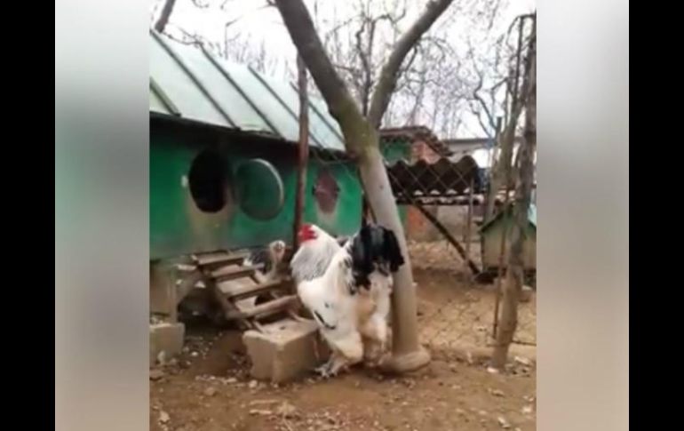 Kosovo publicó el video con la intención de discutir sobre animales de granja. FACEBOOK / Fitim Sejfijaj