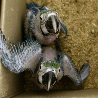 Tlajomulco trabaja para rescate de fauna silvestre