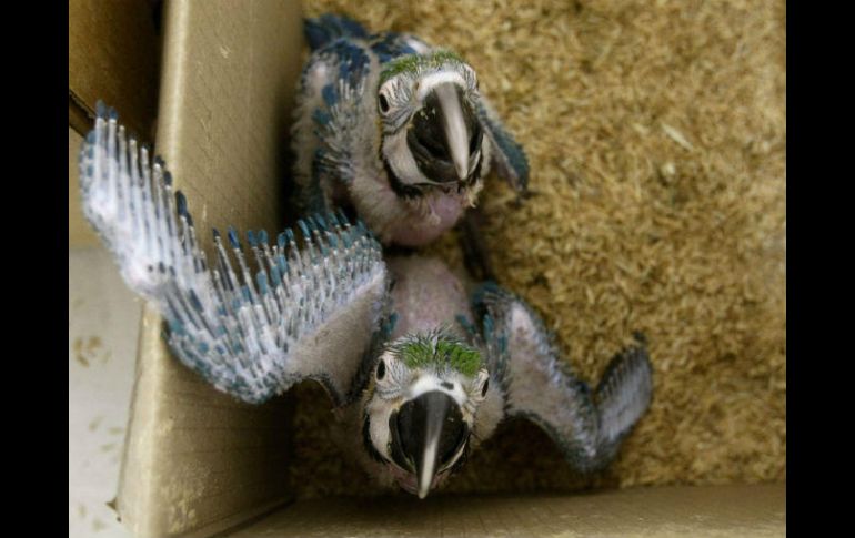 La unidad de rescate de fauna silvestre busca salvaguardar la integridad de los ejemplares silvestres en conflicto humano-fauna. EFE / ARCHIVO