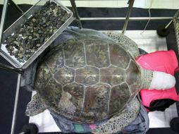 'Hucha', de 25 años de edad y que tenía el caparazón fracturado. EFE / ARCHIVO