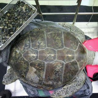 Fallece la tortuga tailandesa que tragó centenares de monedas