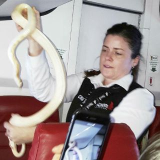 Víbora suelta causa conmoción en avión de Alaska