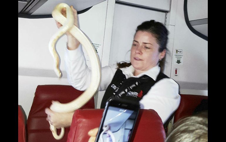Walsh dijo que la aerolínea prohíbe llevar roedores y reptiles, incluidas las víboras. AP / A. McConnaughy