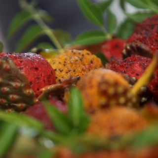 Campo mexicano ofrece variedad frutal en Primavera