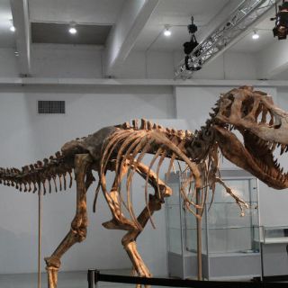 Surge nueva hipótesis sobre evolución de los dinosaurios