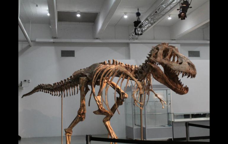 Los dinosaurios dominaron el planeta durante más de 150 millones de años. EFE / ARCHIVO