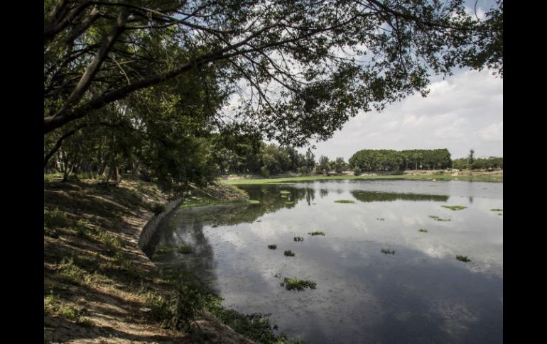 El valor neto de los árboles derribados es de seis MDP pero disminuyó a 500 mil por varios factores. EL INFORMADOR / ARCHIVO