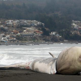 Ballena varada con gran protuberancia causa expectación en Chile