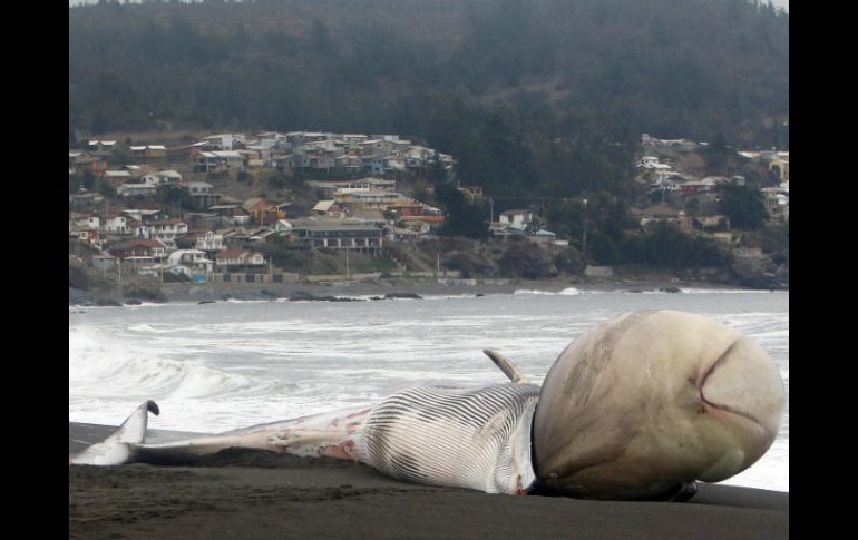La protuberancia podría ser 'parte del estómago de la ballena que sale al exterior'. EFE / B. Hernández