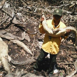 Sacrifican cocodrilos para ‘curar’  VIH en Chiapas; rescatan a 14