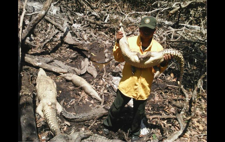 Los reptiles rescatados presentaban cuadros de deshidratación, porque, al parecer, tenían más de 48 horas cautivos. TWITTER / @CONANP_mx