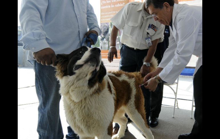 Durante el año 2016 no se presentaron casos de rabia en humanos ni en perros. EL INFORMADOR / ARCHIVO
