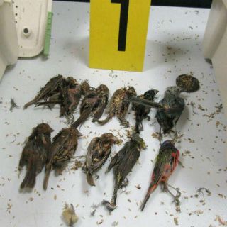 Capturan a un hombre que pretendía llevar 168 aves a Alemania