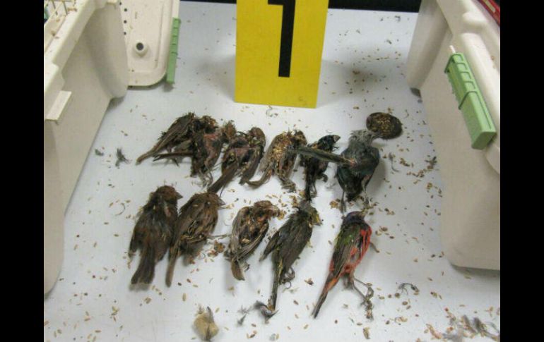 Los ejemplares fueron asegurados y serán trasladados a un PIMVS. TWITTER / @PROFEPA_Mx