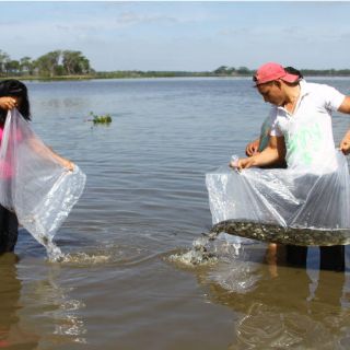 Tilapia incursiona en mercado de los embutidos en Oaxaca