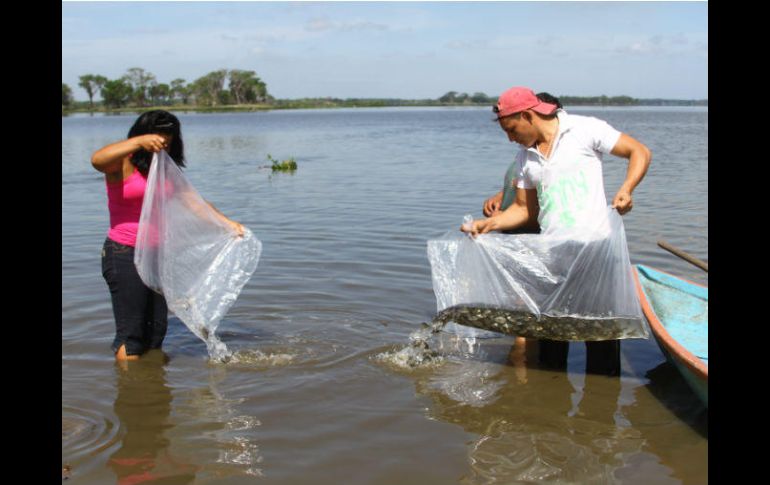 Desarrollan jamón, salchicha, chorizo y carne para hamburguesas. NTX / ARCHIVO