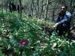Los efectivos estatales destruyen por medio de incineración 37 mil 200 plantas de amapola. NTX / ARCHIVO