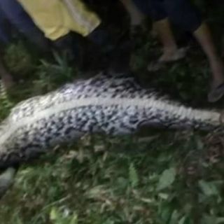 Hallan cadáver dentro de una serpiente pitón