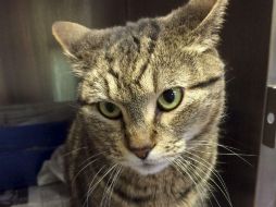 Su dueña sospecha que la gata subió a los autos, ya que tiene el hábito de meterse en ellos. AP / Guelph Humane Society