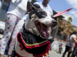 Los perros ganadores recibieron como premios alimentos especiales otorgados por el Instituto Nicaragüense de Turismo. EFE / J. Torres